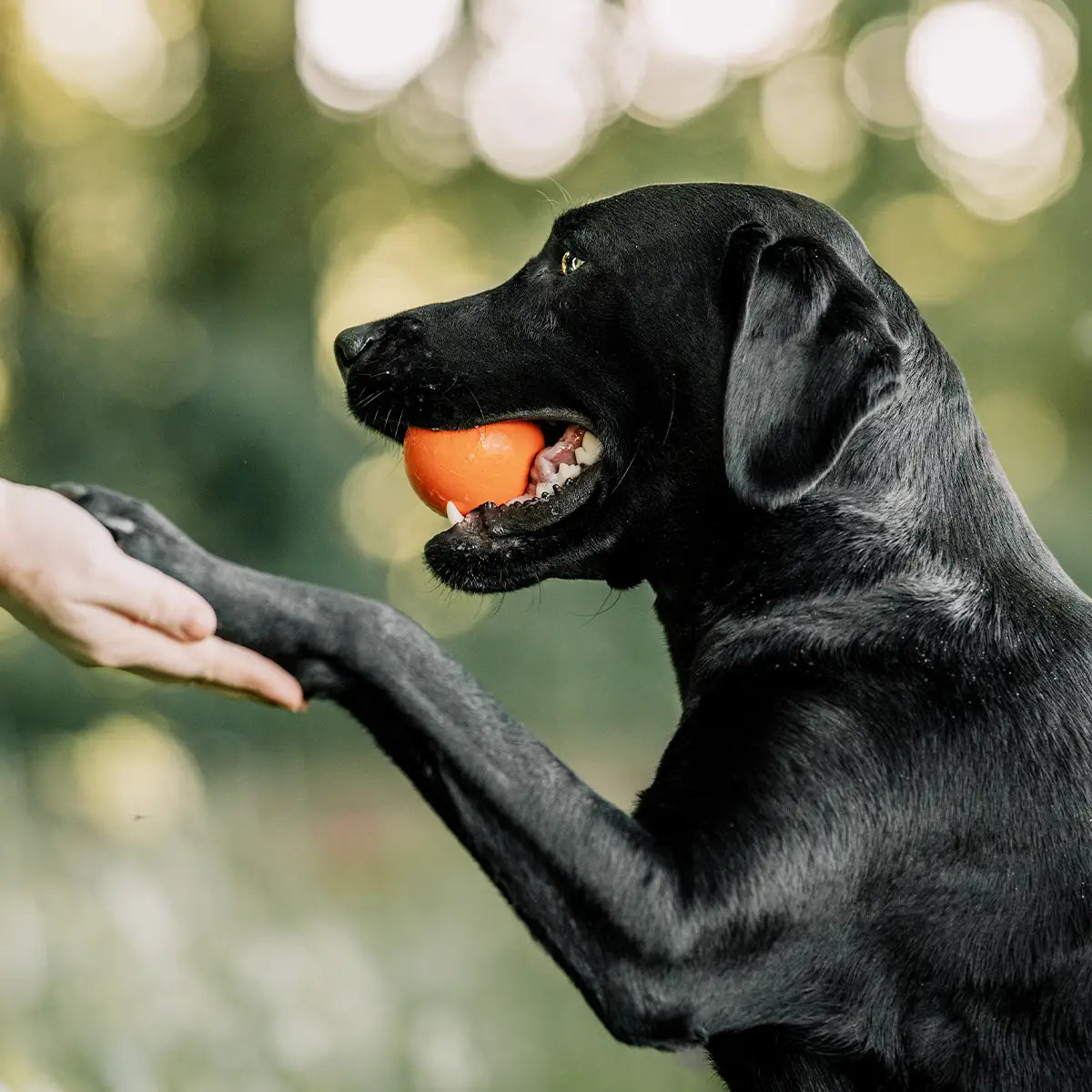 Hund im Wald hält einen Ball im Maul und gibt die Pfote – spielerisches Training und Apportieren in der Natur.