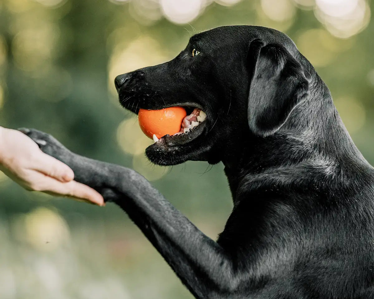 Hund im Wald hält einen Ball im Maul und gibt die Pfote – spielerisches Training und Apportieren in der Natur.