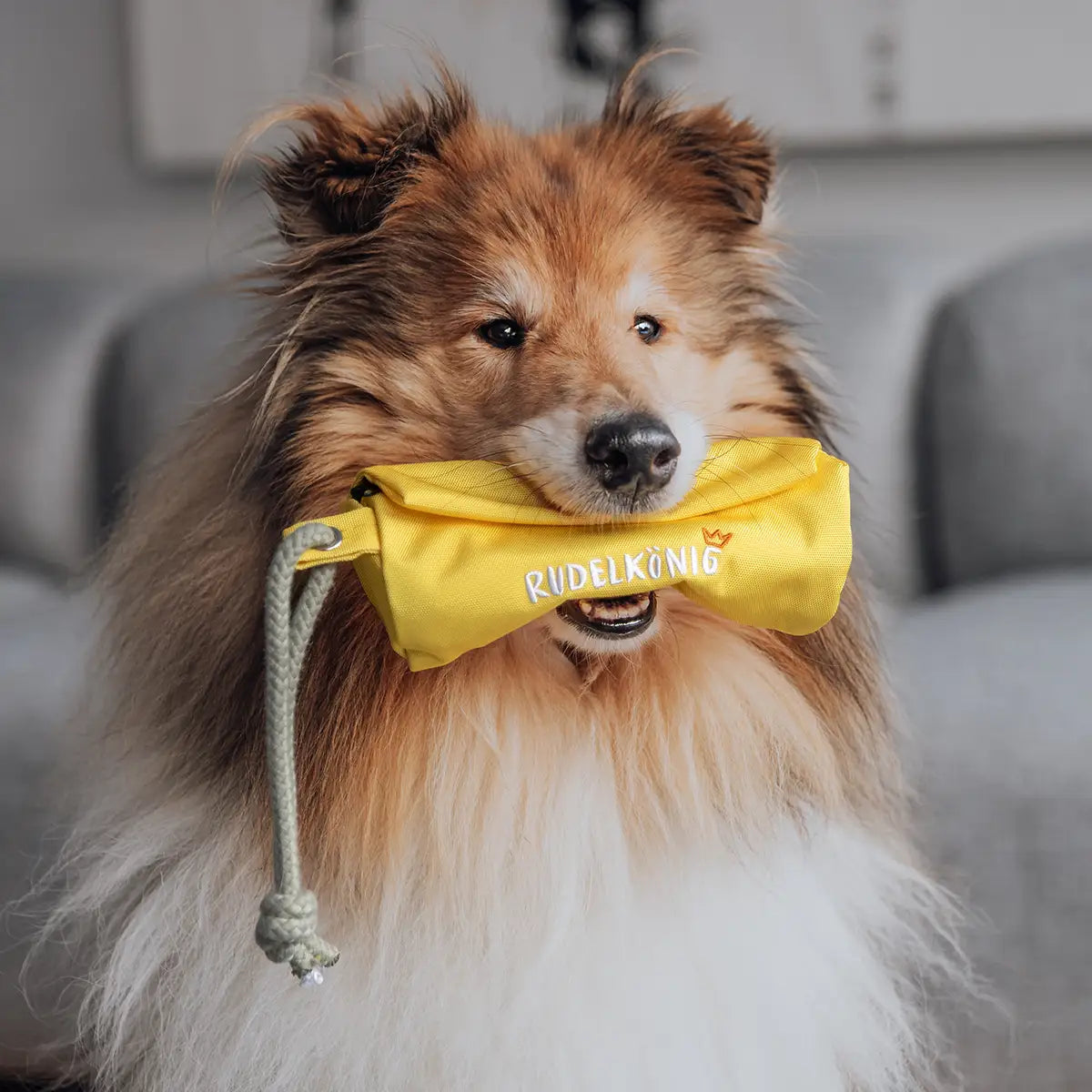 Hund trägt einen gelben Futterdummy im Maul – ideales Apportierspielzeug für Training und Belohnung.