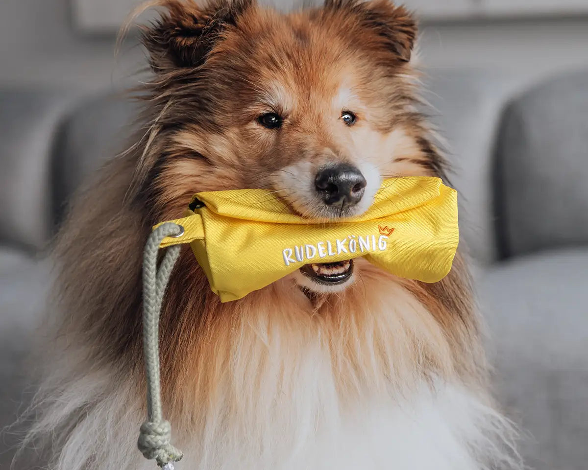 Hund trägt einen gelben Futterdummy im Maul – ideales Apportierspielzeug für Training und Belohnung.