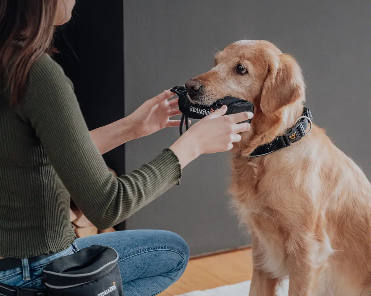 Frau nimmt Futterdummy aus dem Maul des Hundes – effektives Apportiertraining für Hunde.