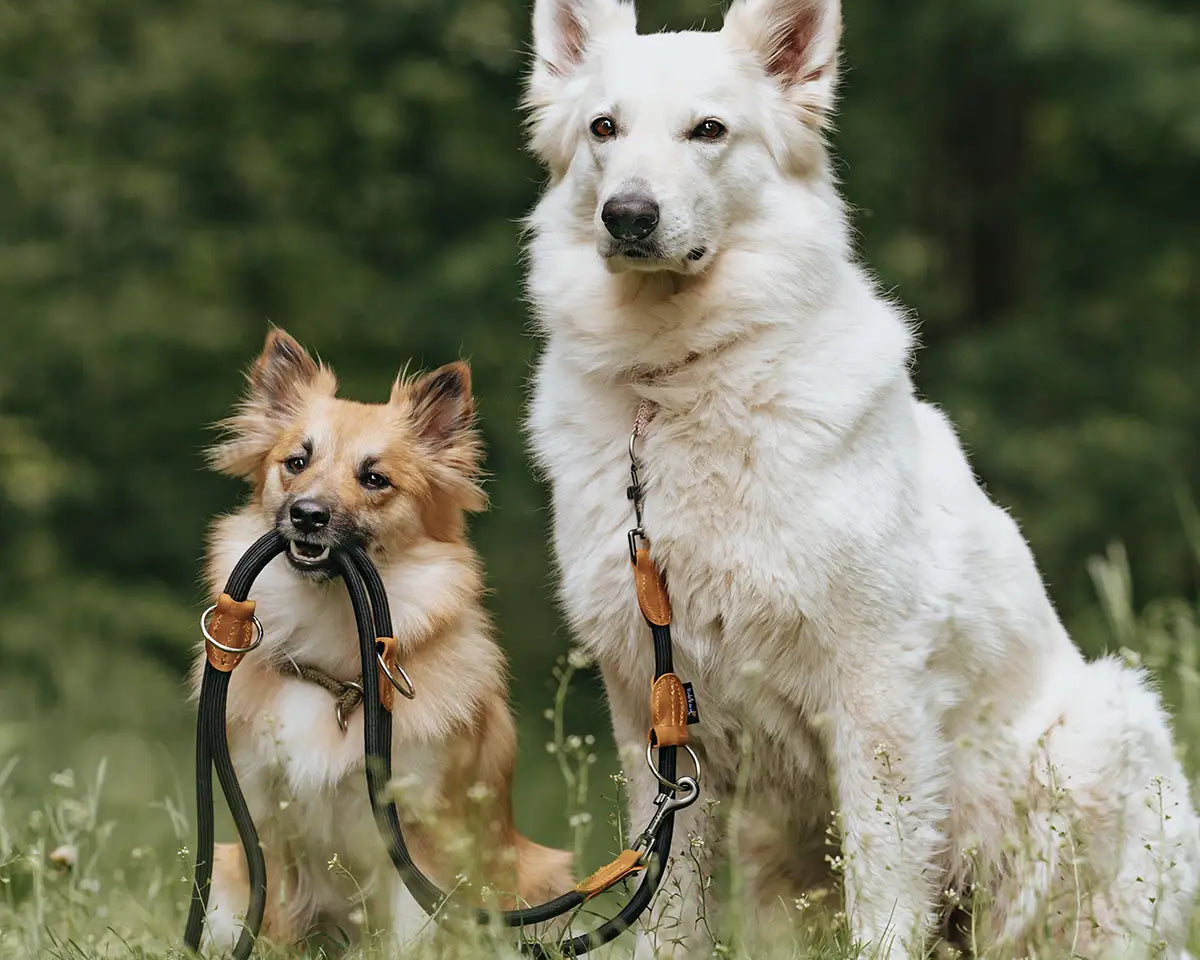Zwei Hunde sitzen im Gras, einer hält die Hundeleine im Maul – spielerischer Moment mit robuster Hundeleine für Spaziergänge.