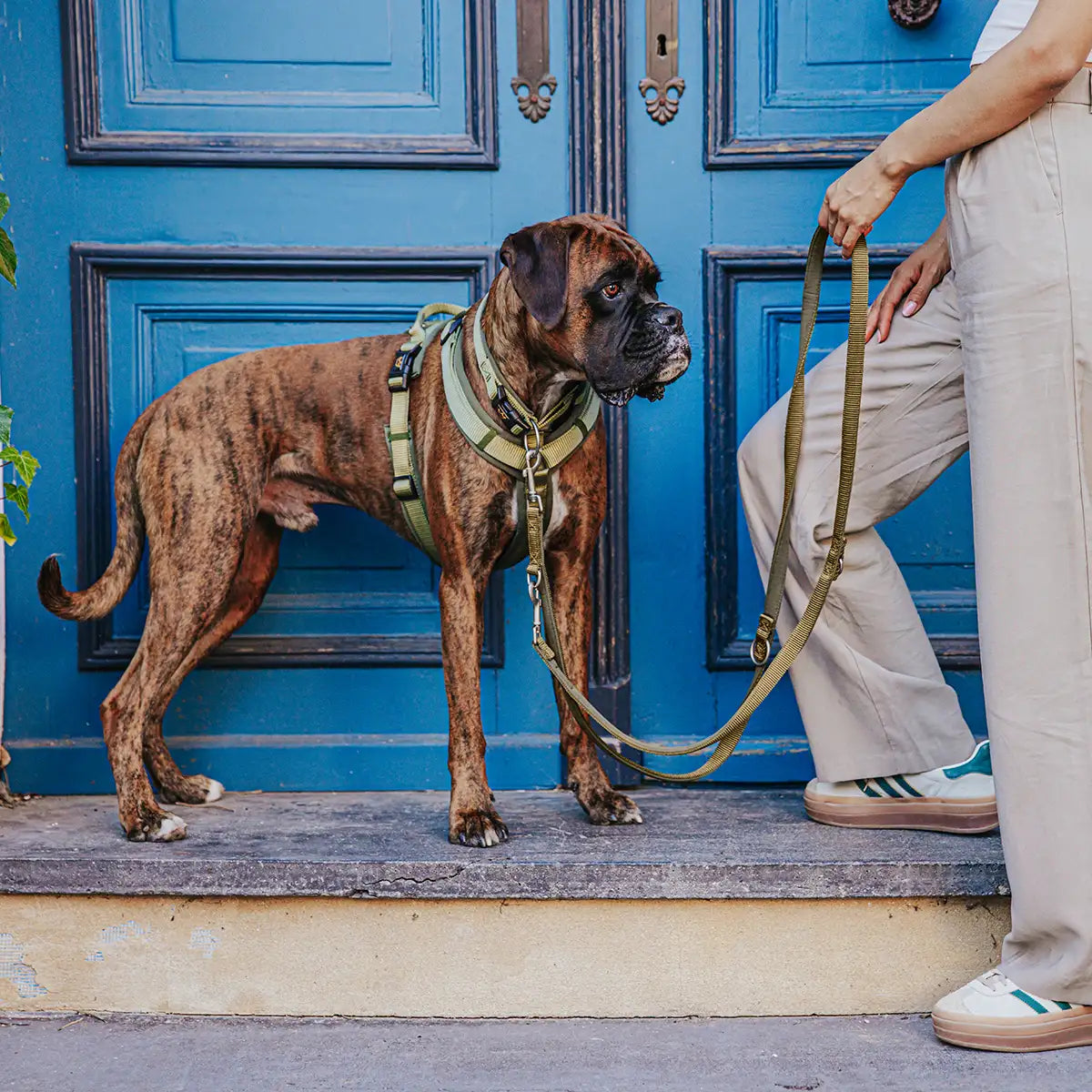 Hundegeschirr Bella, Halsband Bella und Hundeleine Bella in Ausführung an einem Boxer, der vor einer blauen Tür steht.