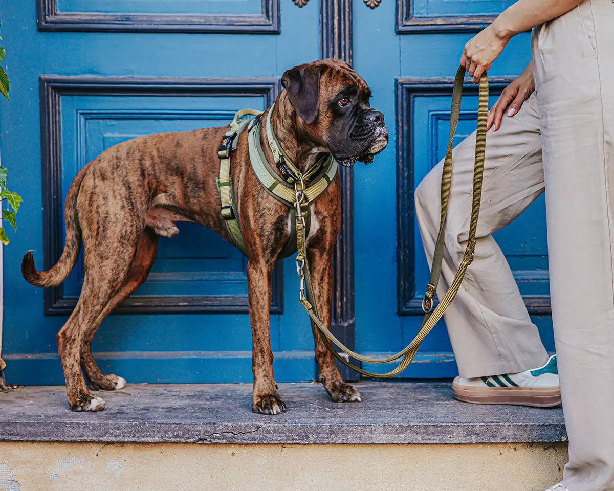 Hundegeschirr Bella, Halsband Bella und Hundeleine Bella in Ausführung an einem Boxer, der vor einer blauen Tür steht.