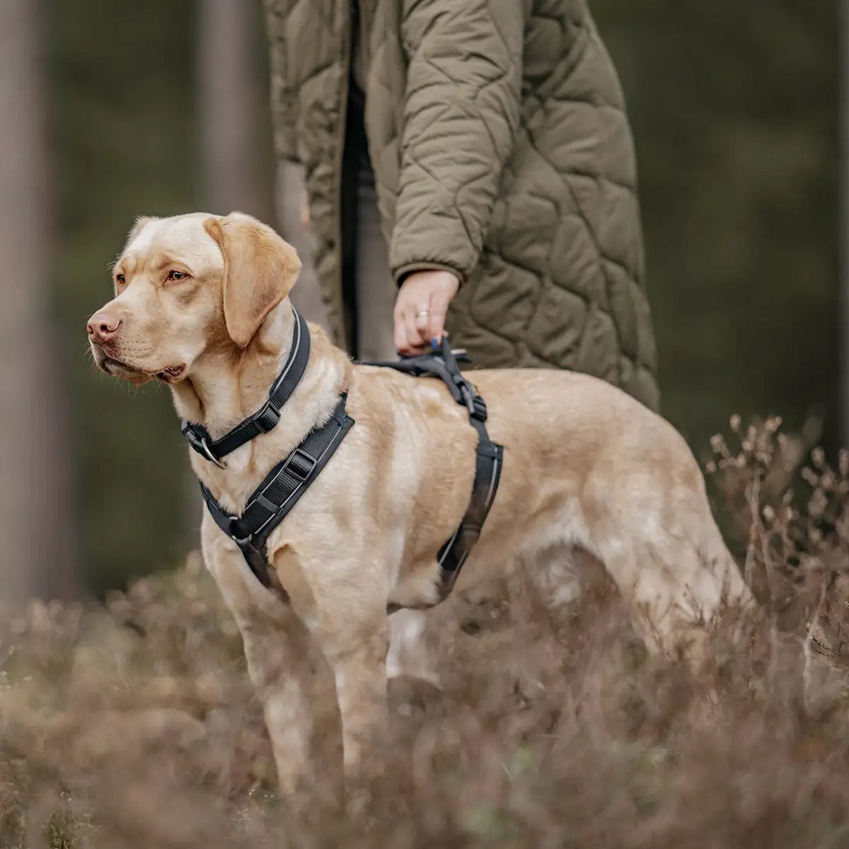 Frauchen geht mit Hund Gassi im Wald und hält ihn am Haltegriff des Rudelkönig Geschirrs Paola.