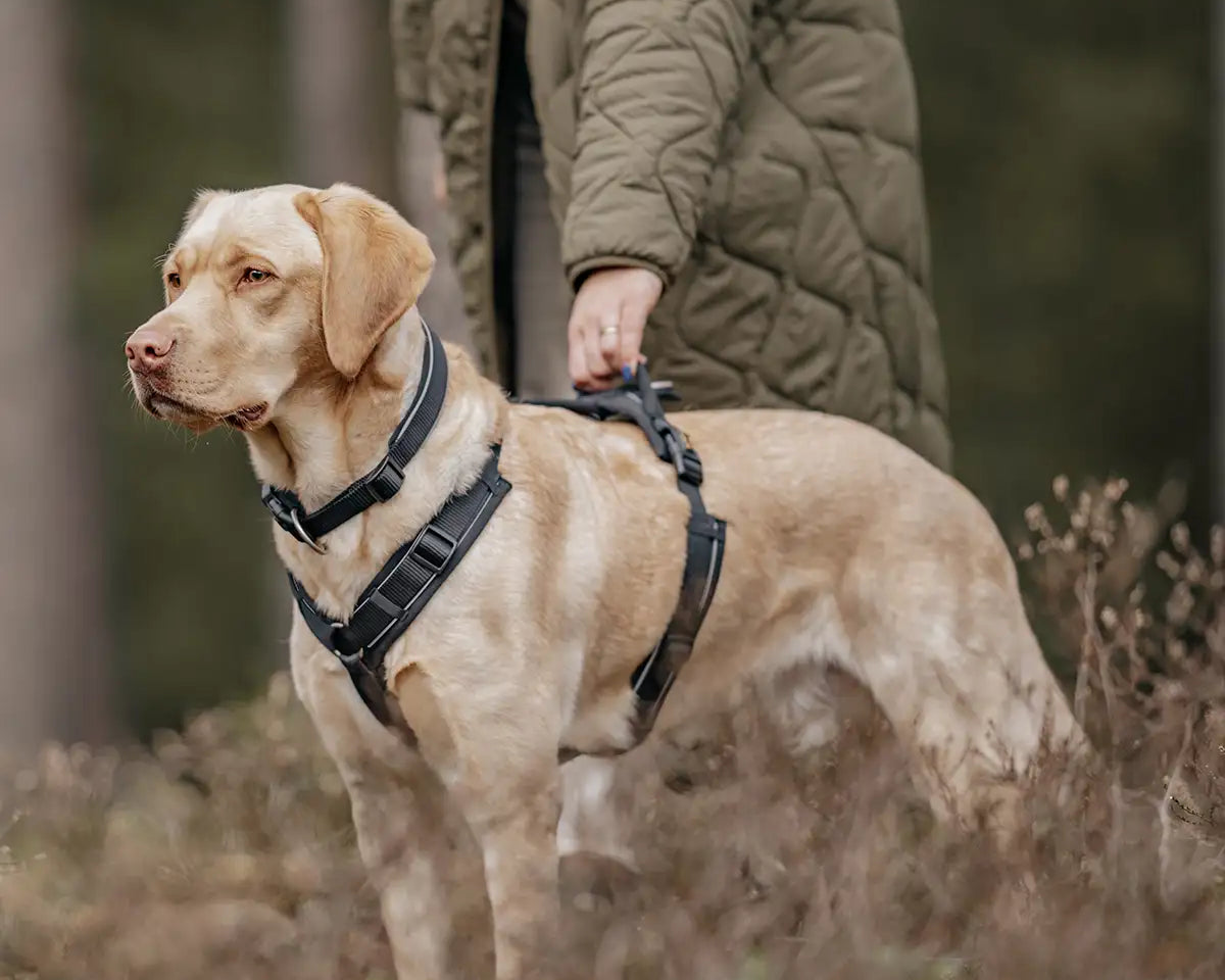 Frauchen geht mit Hund Gassi im Wald und hält ihn am Haltegriff des Rudelkönig Geschirrs Paola.