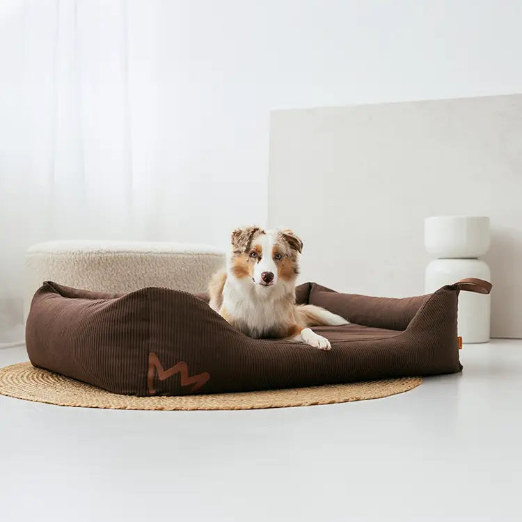 Australian Shepherd liegt im Wohnzimmer in seinem Rudelkönig Hundebett Koye in Cord dunkelbraun und schaut in die Kamera.