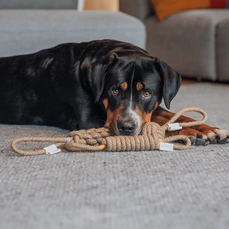 Hund liegt zuhause im Wohnzimmer auf dem Boden mit seinem Lieblingsspielzeug aus Baumwolle von Rudelkönig