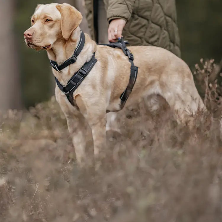 Hund steht im hohen Gras und hat das Rudelkönig Bunde Paola mit Hundegeschirr, Halsband und Hundeleine an