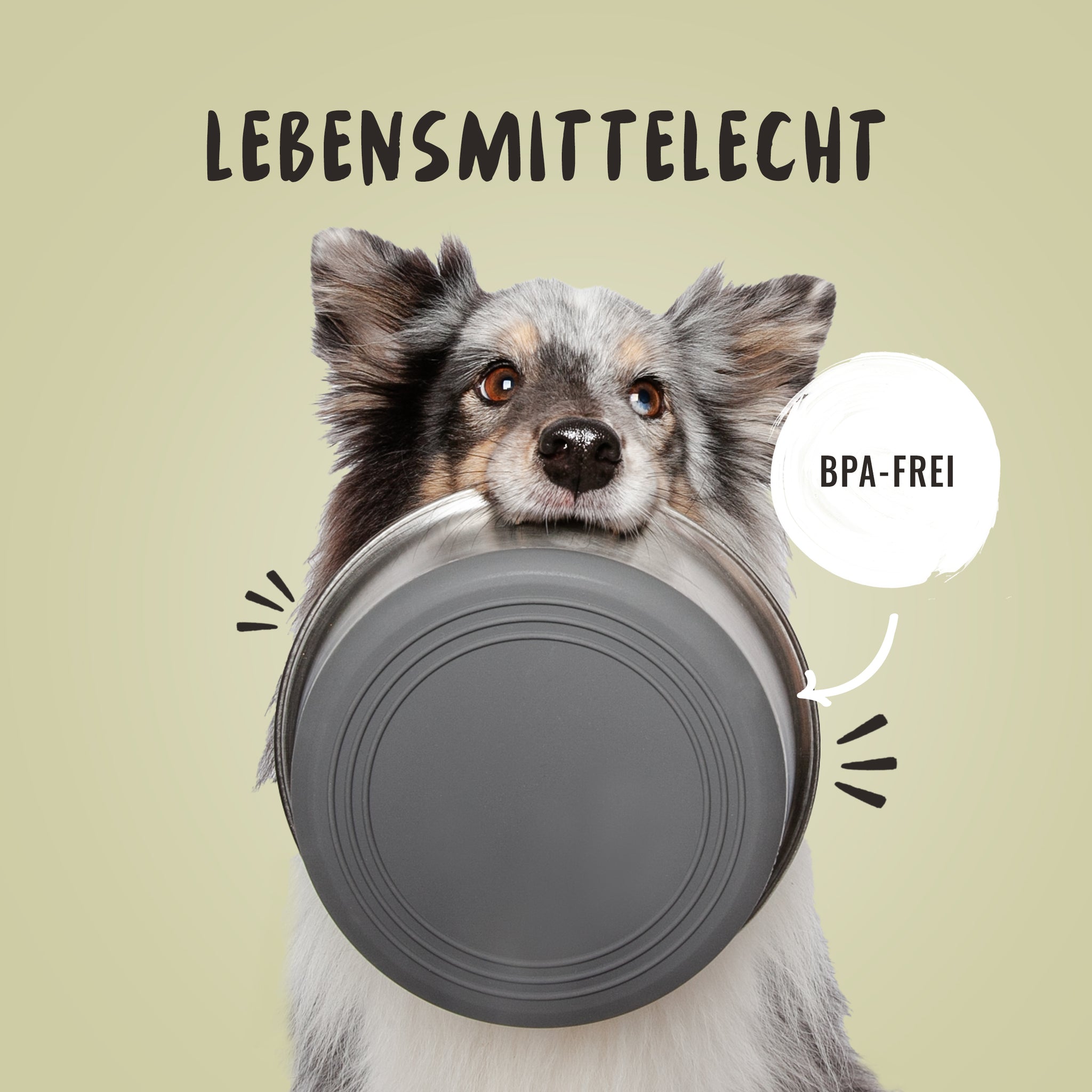 Der Edelstahlnapf ist BPA frei und lebensmittelecht als Hundenapf, darüber freut sich der Sheltie im Bild.