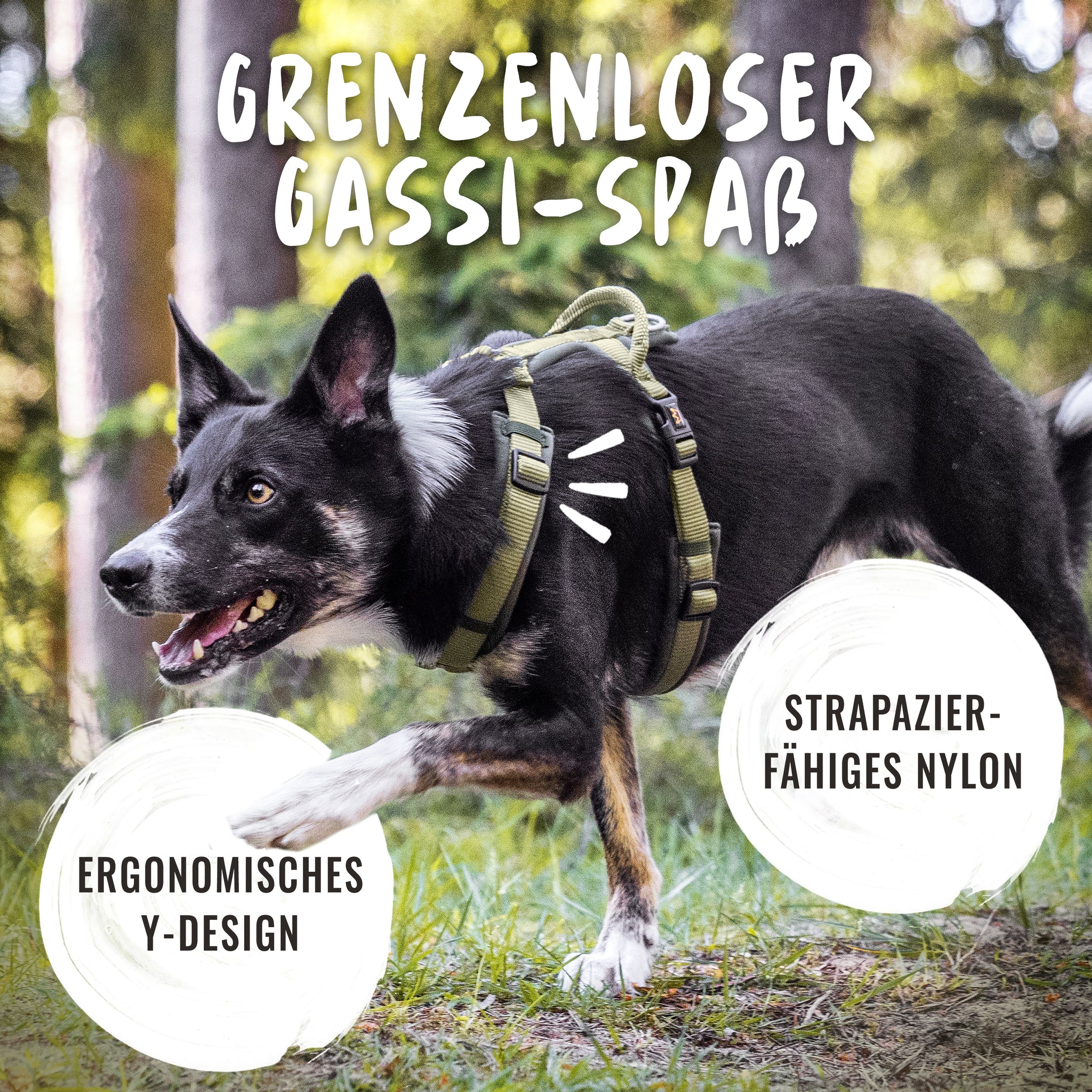 Der Hund mit dem Hundegeschirr Bella in Khaki Grün, hat grenzenlosen Gassi-Spaß.