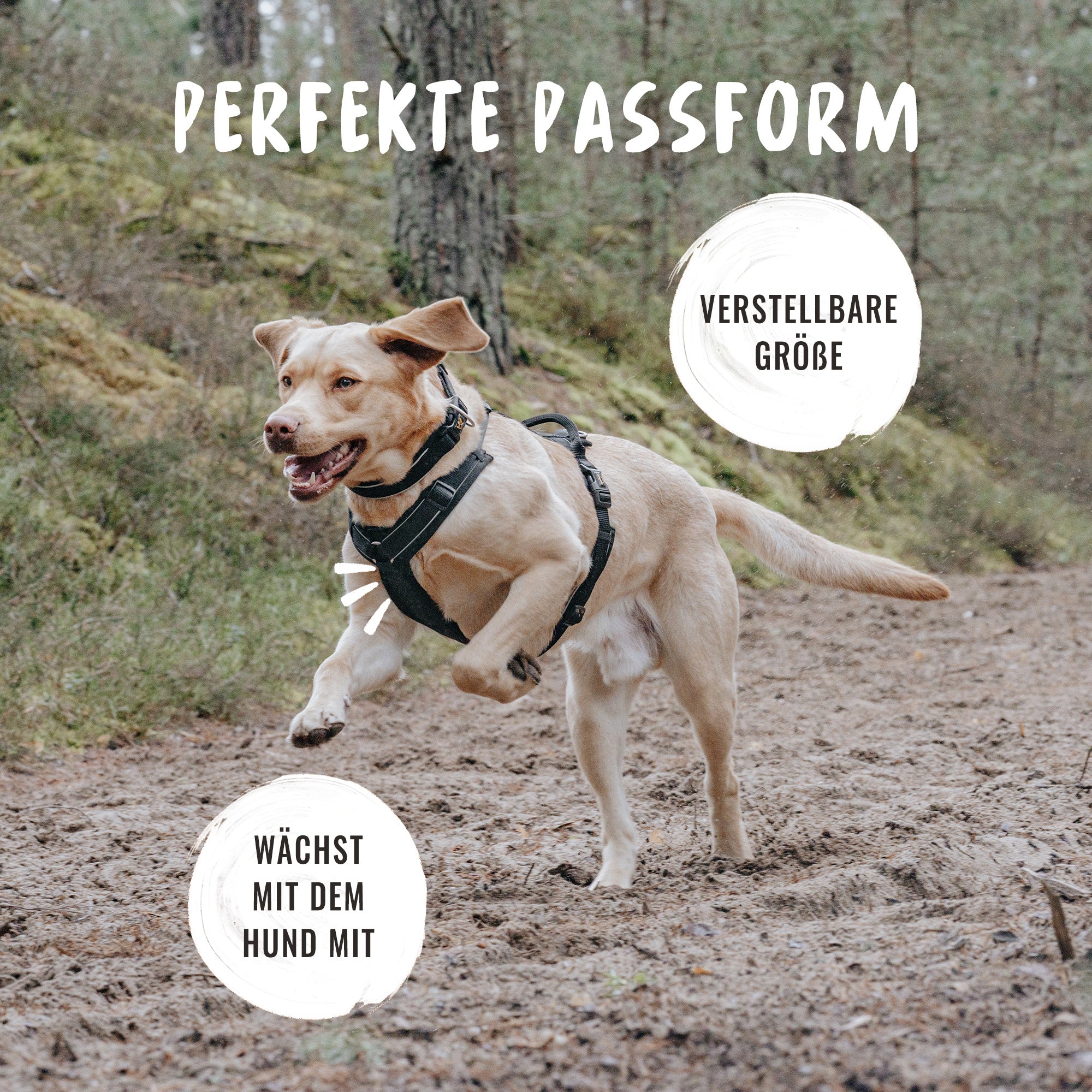 Das Geschirr hat eineperfekte Passform durch verstellbare Größe und wächst mit dem Hund mit. das freut den Hund im Wald im Bild.