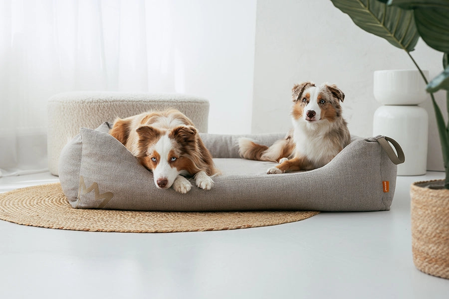 Zwei Australian Shepherds liegen im Wohnzimmer im Rudelkönig Hundebett Koye in graubeige und schauen in die Kamera. 