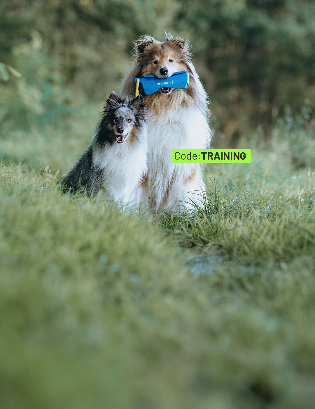 Zwei Hunde im Gras, einer trägt den blauen Futterdummy von Rudelkönig im Maul; sichtbar „Code: TRAINING“.