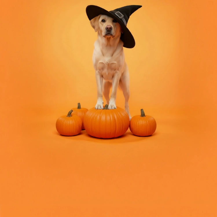 Rudelkönig Halloween Sale mit einem Hund, der einen Hexenhut trägt und den Sale präsentiert für mobile.