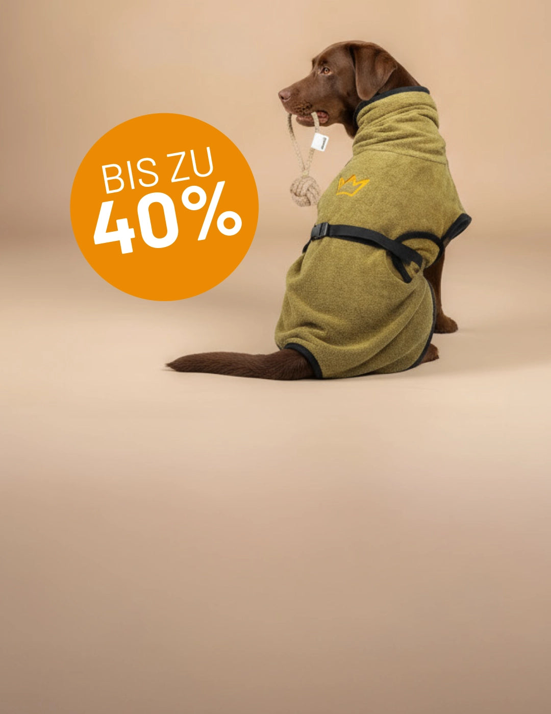 Brauner Labrador im flauschigen khaki Bademantel  von Rudelkönig mit Spielseil von Rudelkönig im Maul – Black Week Aktion mit bis zu 40 % Ersparnis.