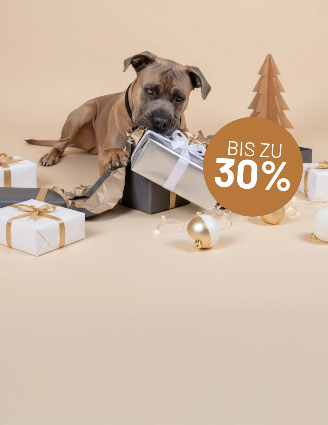 Hund liegt zwischen Weihnachtsgeschenken und Deko und hält ein Paket fest – Winter Sale bei Rudelkönig mit bis zu 30 Prozent Rabatt.