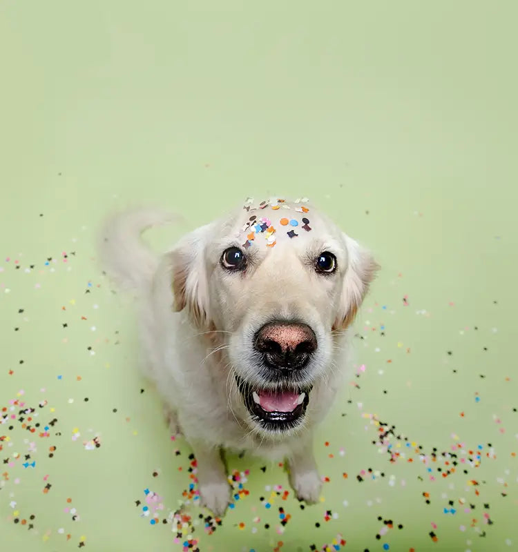 Golden Retriever sitzt auf grünem Hintergrund im Studio mit Konfetti auf dem Boden daneben