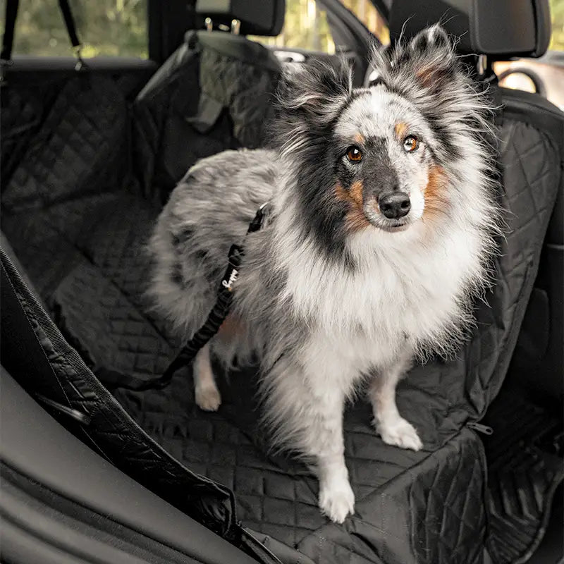 Führleine, Schleppleine & mehr - Die beste Hundeleine finden – Rudelkönig