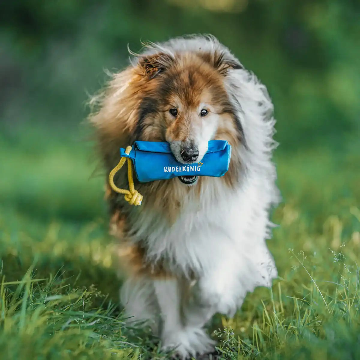 Dein Hund lernt spielerisch, den Dummy zurückzubringen und wird direkt belohnt. Perfekt für Training und Erziehung. Das robuste Material hält auch euren intensiven Einheiten stand.