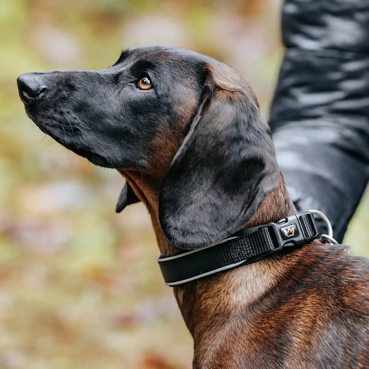 Sitzt wie angegossen | Egal ob kleiner Wirbelwind oder großer Begleiter – wähle die richtige Größe, damit dein Hund sich rundum wohlfühlt.