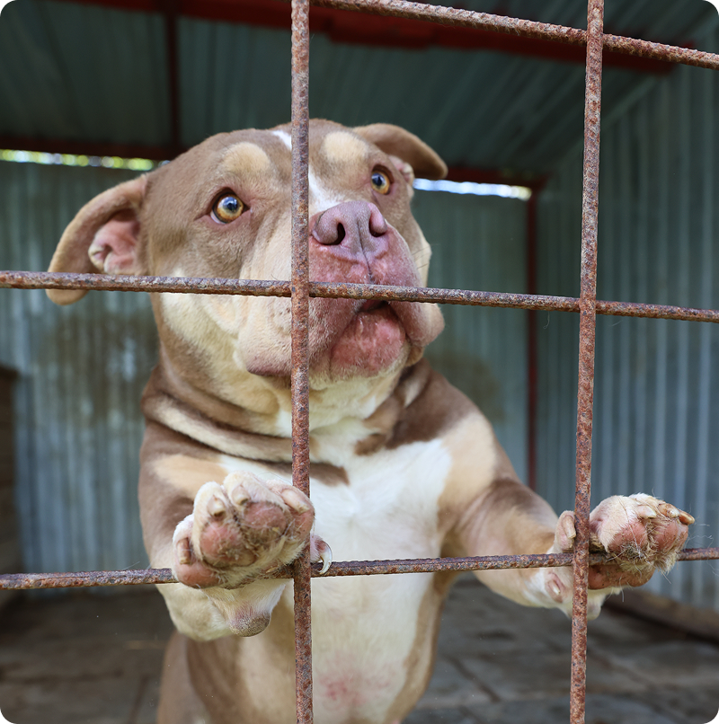 Brauner Hund mit weißer Brust stellt sich am rostigen Gitter eines rumänischen Tierheims auf.