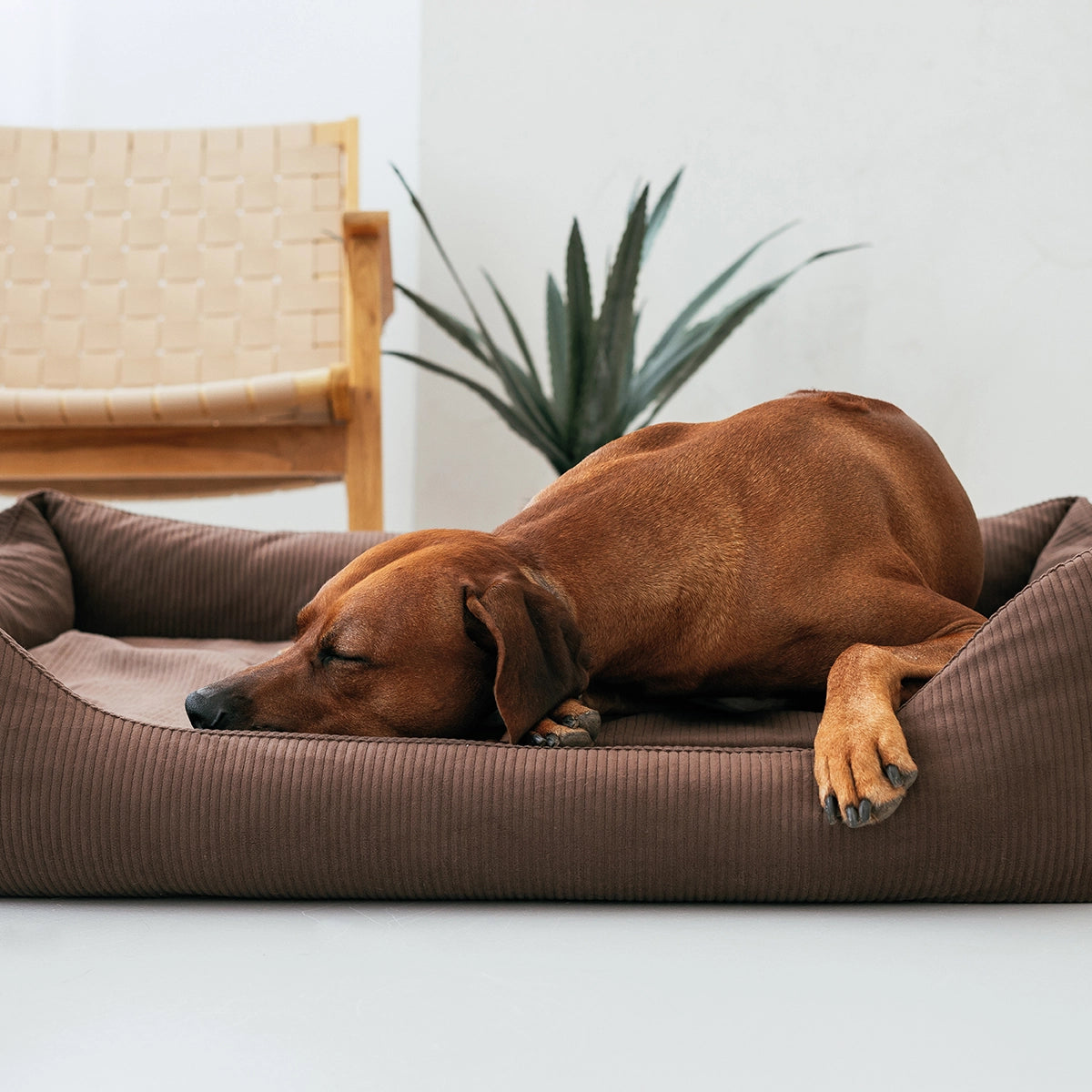 Viele Hunde schlafen unruhig, weil ihnen Halt fehlt. Die bequemen Kopfstützen unseres Betts umschließen deinen Hund wie eine Höhle, schenken Sicherheit und Geborgenheit und entlasten den Nacken. Zur Ruhe kommen - jeden Tag. 