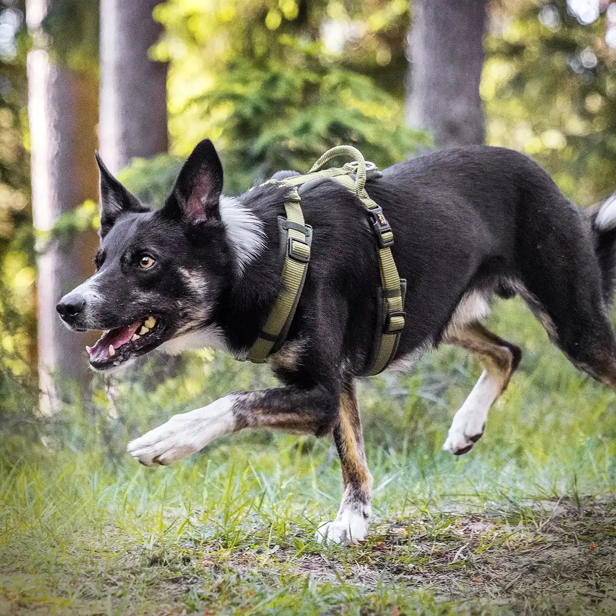 Komfort, den dein Hund spürt | Extra weiches Neopren polstert Brust und Schultern, damit nichts drückt oder scheuert. Das atmungsaktive Material sorgt für höchsten Tragekomfort – auch bei längeren Spaziergängen oder wildem Toben.