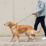 Kommunikation statt Kampf | Die Leine gibt sanfte Impulse weiter, die dein Hund sofort versteht. Perfekt für entspanntes Training und den Moment, in dem ihr euch blind versteht - ganz ohne Worte.