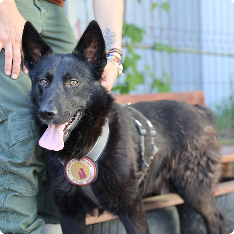Schwarzer Schäferhund-Mischling steht im Geschirr, eine Hand liegt auf seinem Rücken.