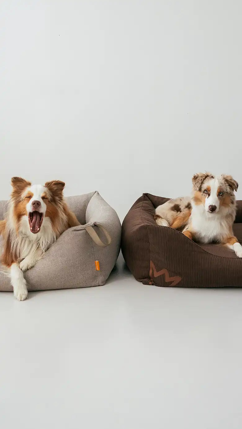 Die Rudelkönig Hundebetten Koye in Cord dunkelbraun und regular taupe liegen in einem Studio vor einer weißen Wand mit jeweils einem Hund in jedem Bett. 