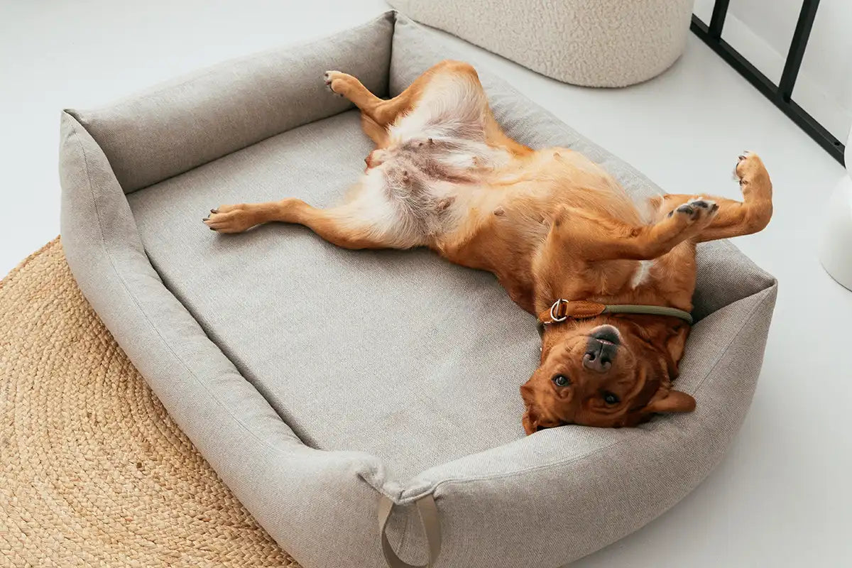 Hund liegt auf dem Rücken bequem im Rudelkönig Hundebett Koye in taupe und schläft.