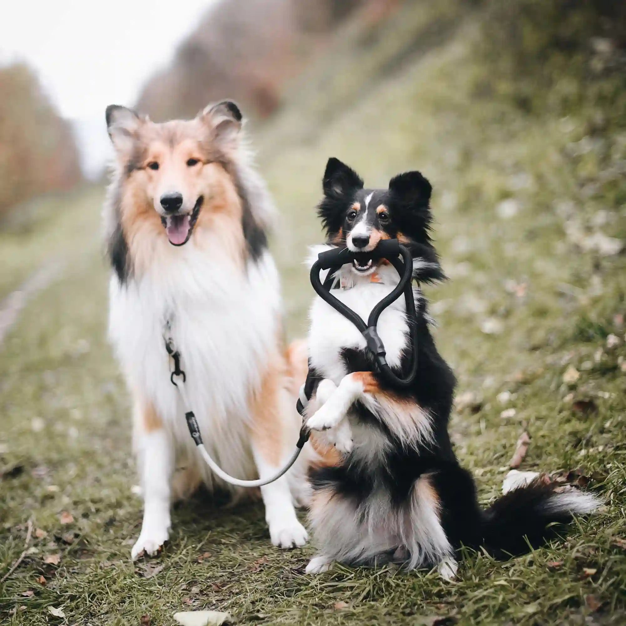 Hunde lieben die stylishe Kletterseil-Leine von Rudelkönig.